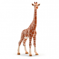 Giraffe - Female