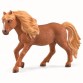 Icelandic pony stallion