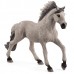 Sorraia Mustang stallion