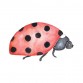 Wallstories - Marie the Ladybug